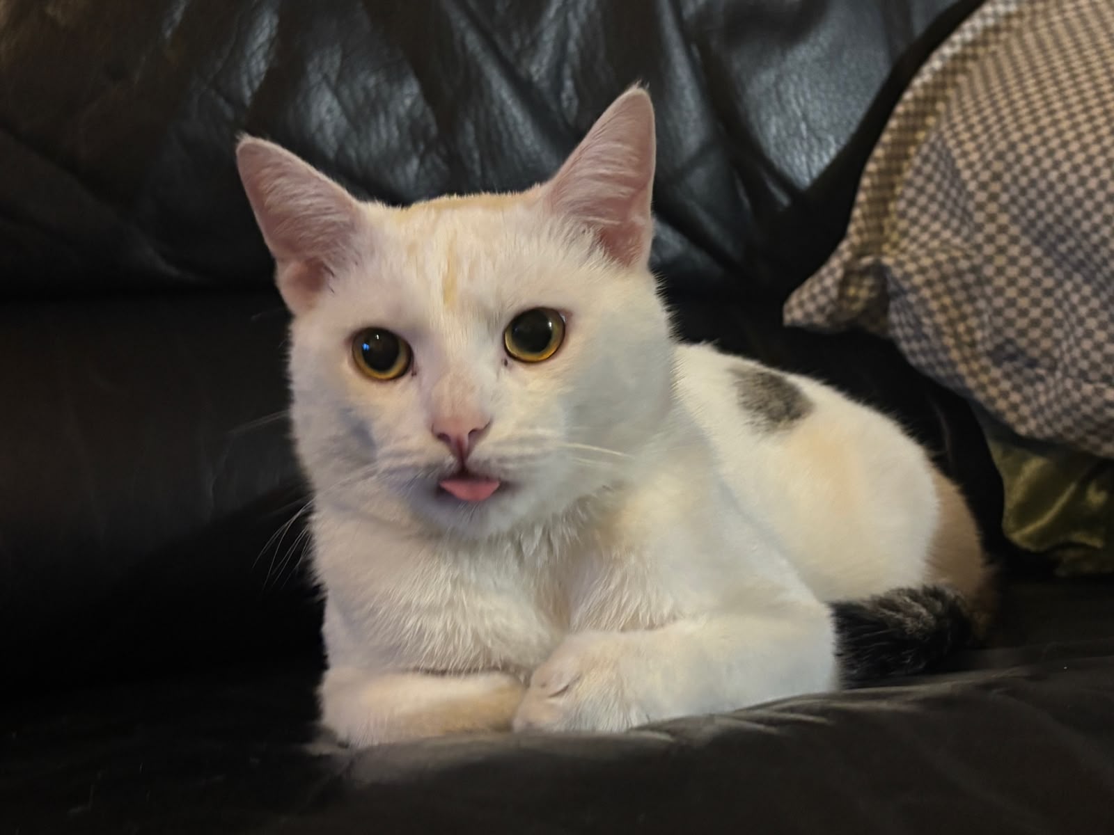 Ruma, a white male cat with golden eyes, resting on a black sofa with his tongue just visible